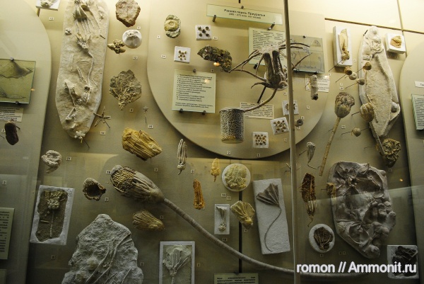 криноидеи, ПИН