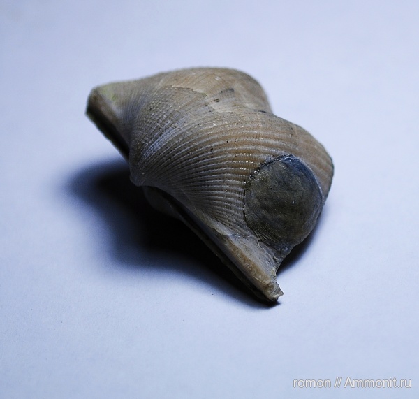 брахиоподы, девон, Devonian, Cyrtospirifer, Spiriferida, обрастание, Crania, Cyrtospiriferidae, encrustation of brachiopods, Epizoans