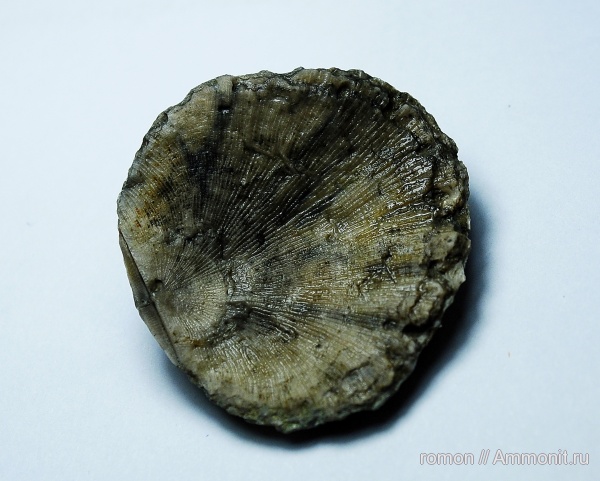 брахиоподы, девон, Devonian, Strophomenida, Douvillina