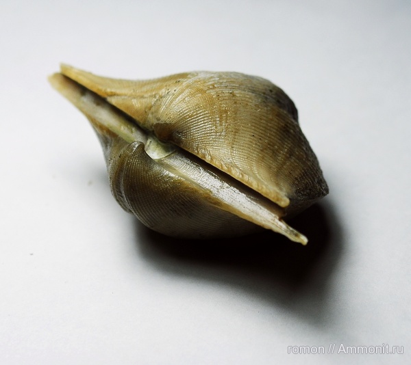 брахиоподы, девон, Devonian, Cyrtospirifer, Spiriferida, Cyrtospiriferidae