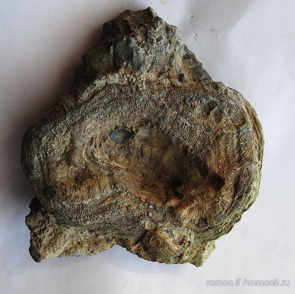 девон, Devonian, Tabulata, Alveolites