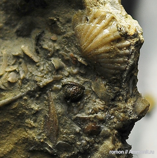 девон, Devonian