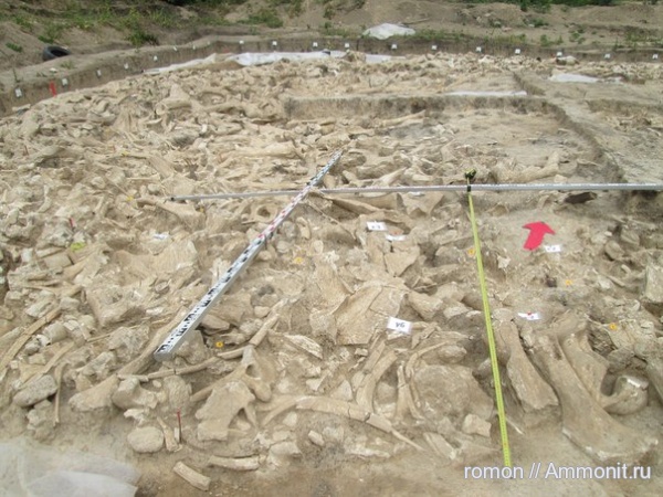 мамонты, каменный век