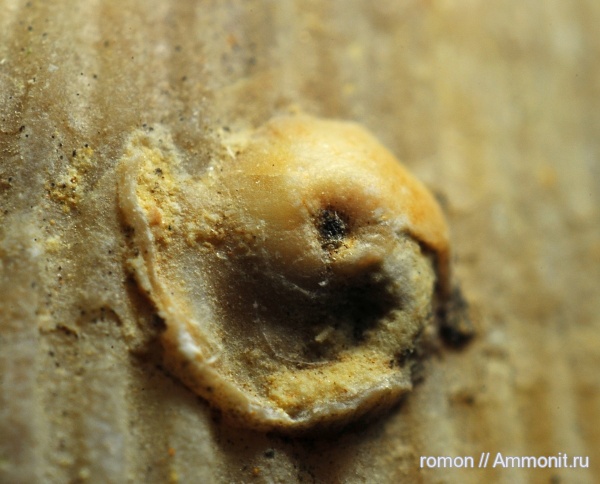 брахиоподы, девон, Microconchida, обрастание