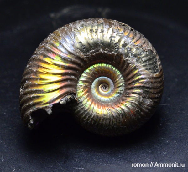 аммониты, Дубки