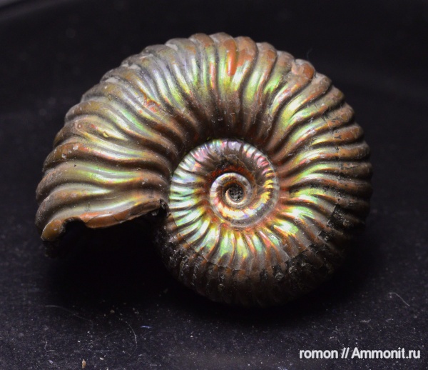 аммониты, Дубки