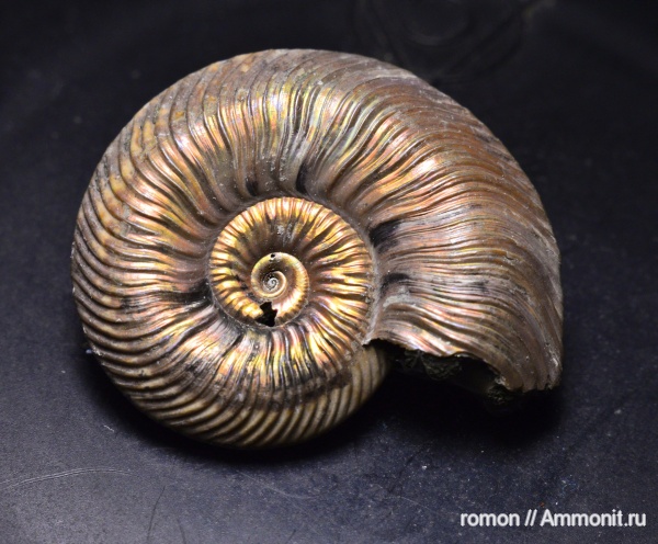 аммониты, Quenstedtoceras, Quenstedtoceras lamberti, Дубки