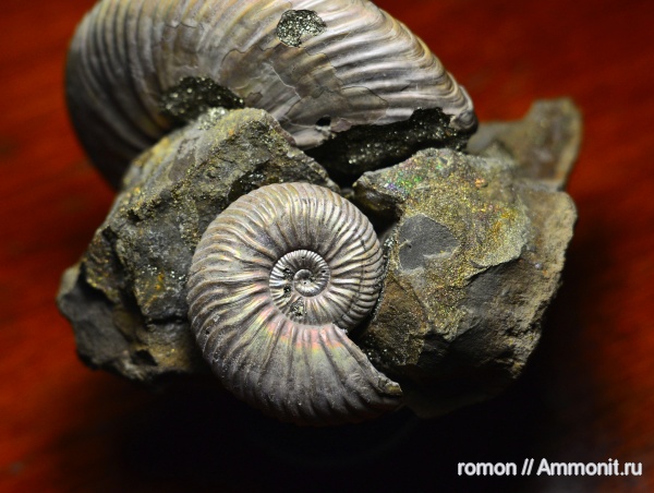 аммониты, Дубки