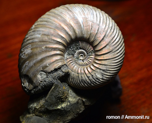 аммониты, Quenstedtoceras, Дубки