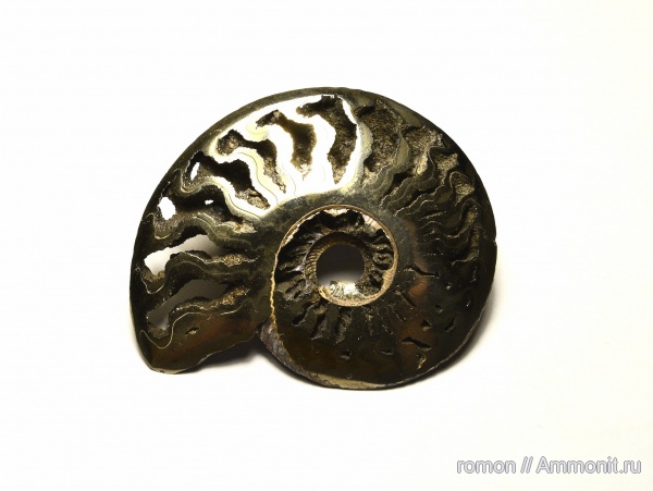 аммониты, Дубки