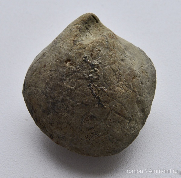 моллюски, девон, двустворчатые моллюски, Aulopora, беспозвоночные, обрастание