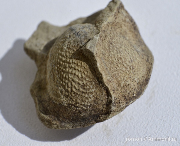 моллюски, девон, Bellerophon