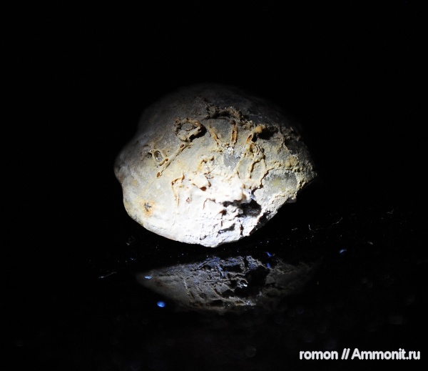 брахиоподы, девон, Aulopora, обрастание, Epizoans