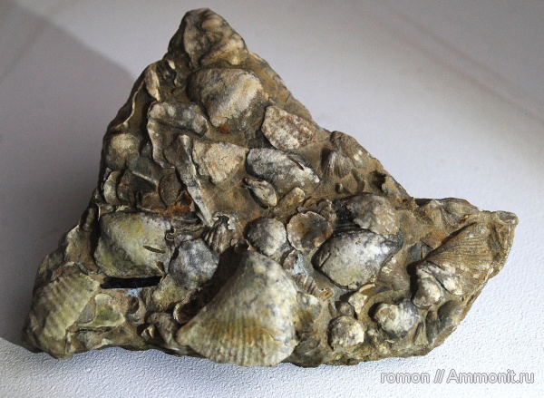 брахиоподы, девон, рыбы