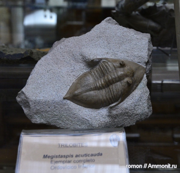 трилобиты, музеи, Megistaspis, Музей Geominero