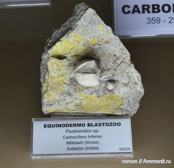 бластоидеи, музеи, Pentremites, Blastoidea, Geominero, pentremites sp