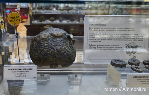 музеи, криноидеи, Geominero, trybliocrinus flatheanus