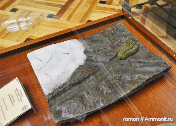 трилобиты, музеи, Geominero, Cruziana