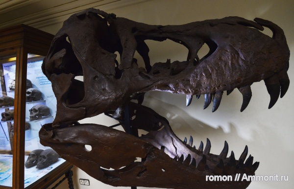 динозавры, музеи, Geominero