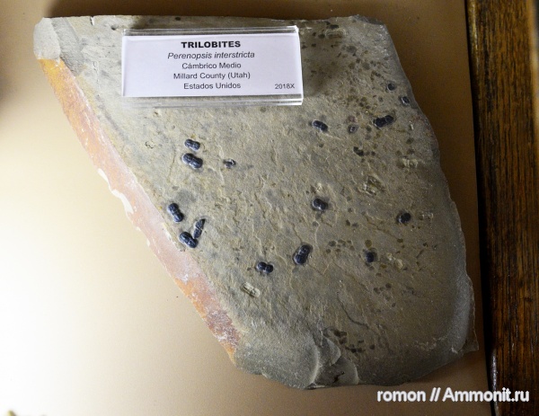 трилобиты, музеи, Perenopsis, Geominero
