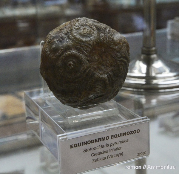 морские ежи, иглокожие, музеи, Stereocidaris, Geominero, stereocidaris pyrenaica