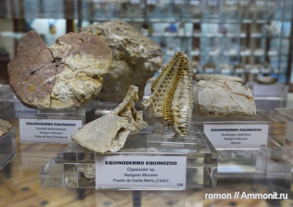 морские ежи, иглокожие, музеи, Clypeaster, Geominero