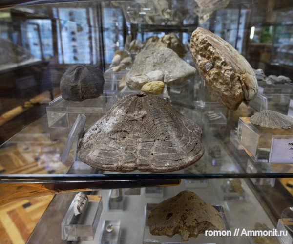 морские ежи, иглокожие, музеи, Clypeaster, Geominero