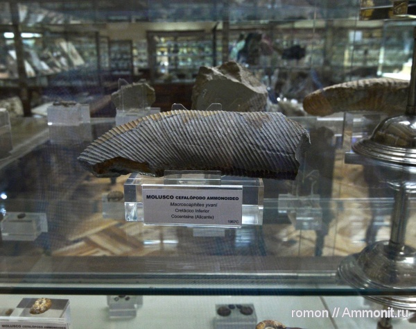 аммониты, музеи, cephalopoda, Macroscaphites, Geominero