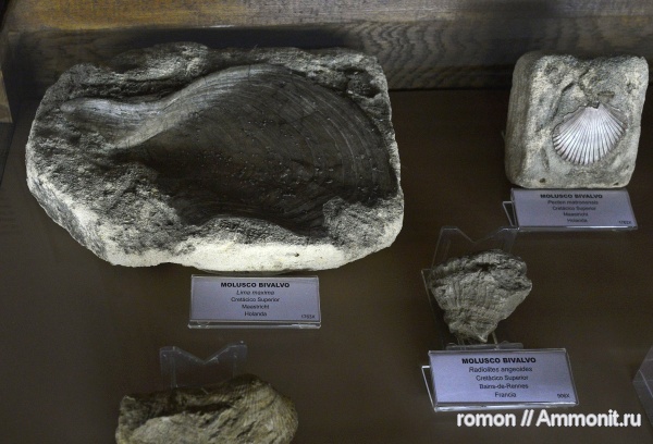 моллюски, музеи, Lima, Pecten, Geominero, Radiolites