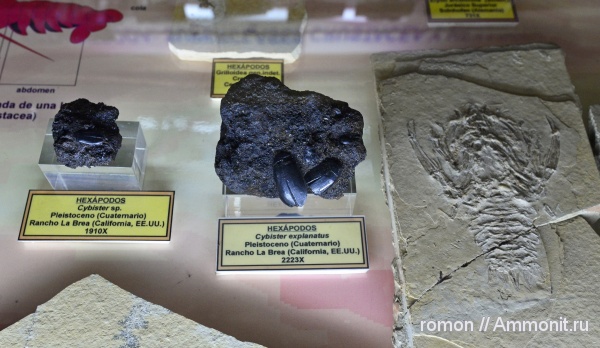 музеи, насекомые, членистоногие, Geominero, Cybister