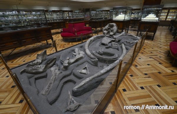 музеи, мамонты, Geominero