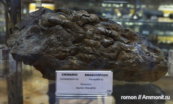 брахиоподы, Paraspirifer, Geominero, combophyllum