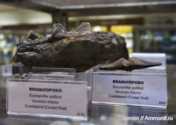 брахиоподы, euryspirifer pellicoi, euryspirifer