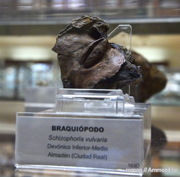 брахиоподы, музеи, Schizophoria, Geominero, schizophoria vulvaria