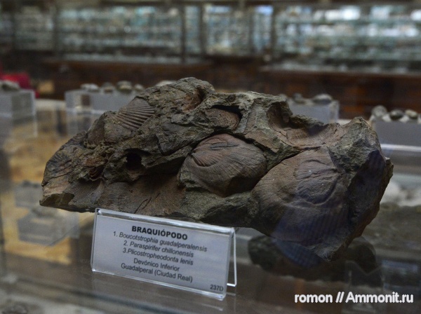 брахиоподы, девон, музеи, Paraspirifer, Geominero, Boucotstrophia, plicostropheodonta