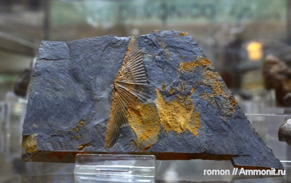 брахиоподы, девон, музеи, Geominero