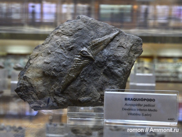 брахиоподы, музеи, Geominero, acrospirifer pellicoi, acrospirifer