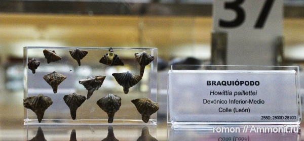брахиоподы, девон, музеи, Geominero, howittia paillettei, Howittia
