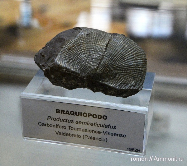 брахиоподы, девон, музеи, Productus, Productus semireticulatus, Geominero