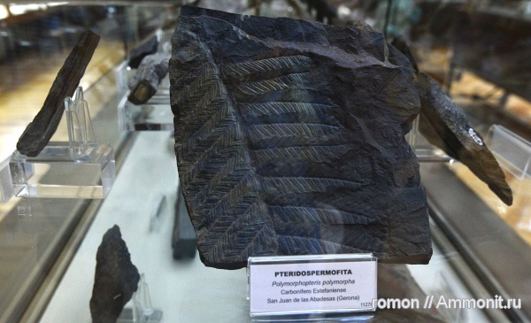 музеи, растения, Polymorphopteris polymorpha, Geominero, Polymorphopteris