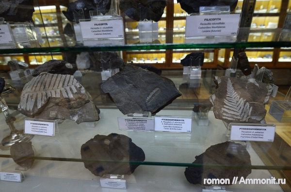 музеи, растения, Geominero