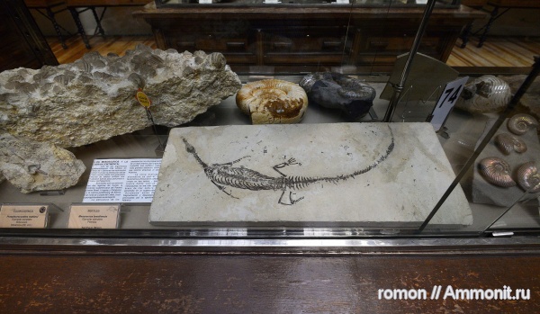 рептилии, музеи, Geominero
