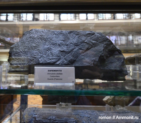 музеи, растения, Annularia, Annularia stellata, Geominero