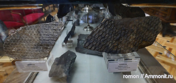 музеи, Sigillaria, Geominero