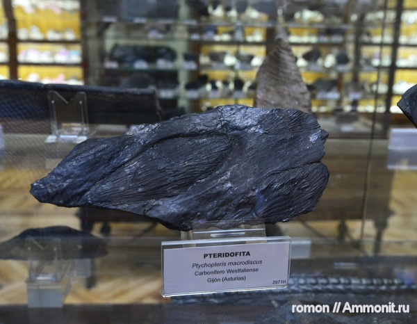 музеи, растения, Ptychopteris, Geominero