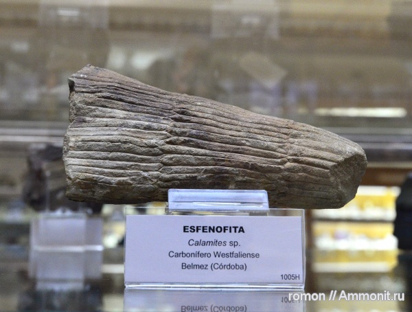 музеи, растения, Calamites, Geominero