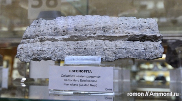 музеи, растения, Calamites, Geominero