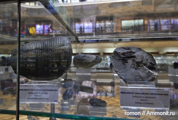 моллюски, ортоцерасы, музеи, Orthoceras, Geominero