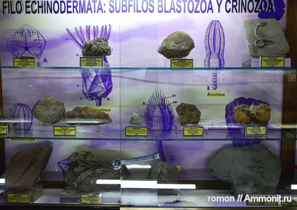 бластоидеи, музеи, криноидеи, Pentremites, Blastoidea, Geominero