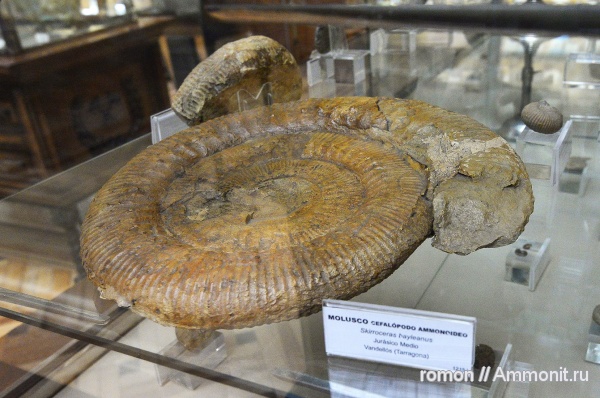 аммониты, моллюски, музеи, Geominero, Skirroceras